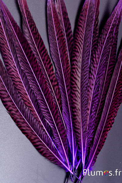 Faisan doré - 20-35 cm - aubergine